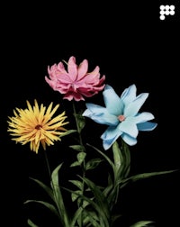 three flowers on a black background